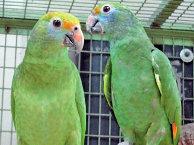 animals also at risk during lockdown