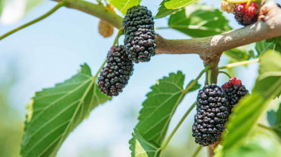 spring fruit mulberry prices double in lahore