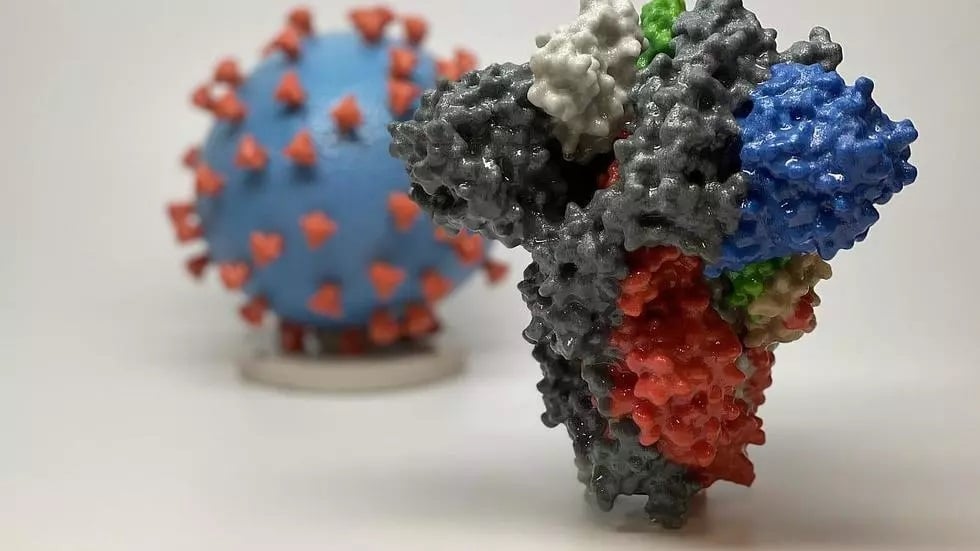 a model of a spike protein of sars cov 2    the virus that causes covid 19    in front of a model of a sars cov 2 virus particle photo afp