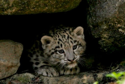 iwmb dismisses reports of leopard in capital iwmb dismisses reports of leopard in capital