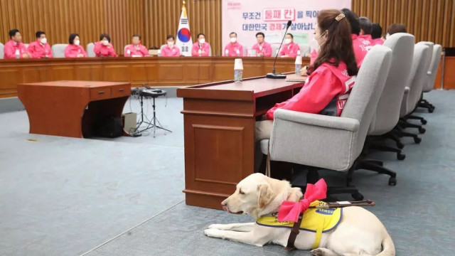 kim ye ji and her guide dog joy at a party meeting ahead of the parliamentary elections photo afp kim ye ji and her guide dog joy at a party meeting ahead of the parliamentary elections photo afp