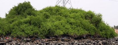 navy launches mangrove plantation campaign navy launches mangrove plantation campaign