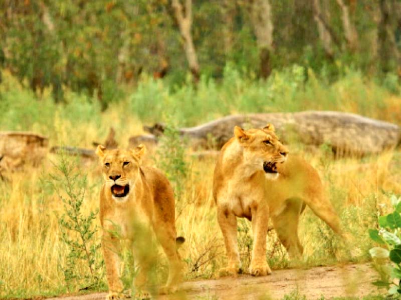 safari park s 14 lions sold due to lack of food