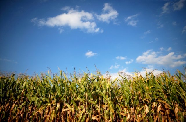 a reuters file photo of an agricultural field