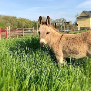 meet the donkey getting paid to crash boring zoom meetings meet the donkey getting paid to crash boring zoom meetings