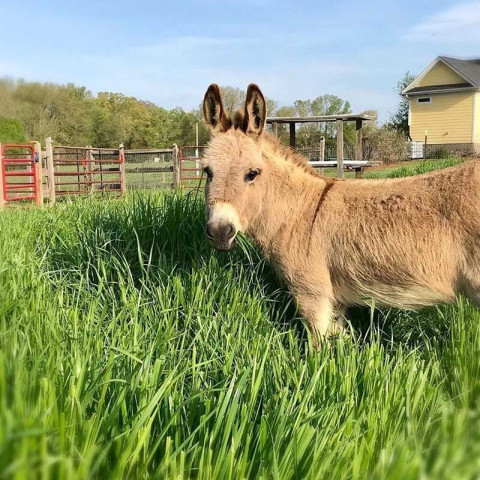 mambo the miniature donkey will spruce up your boring video meeting but for a price photo peace n peas farm mambo the miniature donkey will spruce up your boring video meeting but for a price photo peace n peas farm