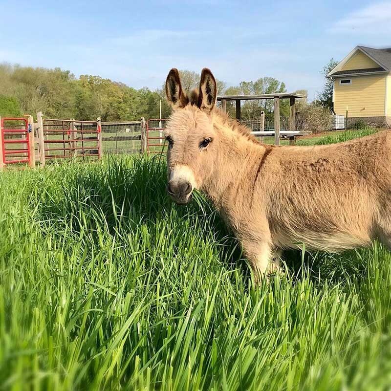 mambo the miniature donkey will spruce up your boring video meeting but for a price photo peace n peas farm