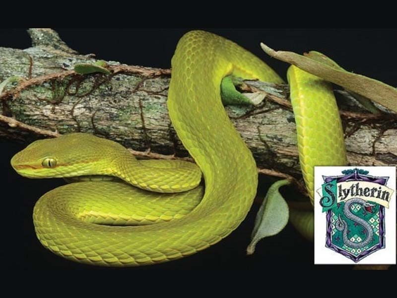 green venomous snake named trimeresurus salazar after hogwarts house founder will be commonly known as salazar 039 s pit viper photo daily mail