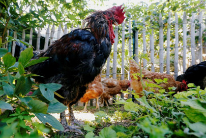man killed for death of rooster man killed for death of rooster
