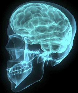 it s dim up north so people need bigger brains