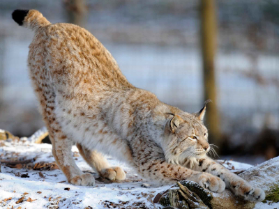 rare lynx seen hunting markhor in chitral rare lynx seen hunting markhor in chitral