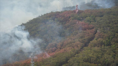 australia bushfires hurt 5 bird species nature group australia bushfires hurt 5 bird species nature group