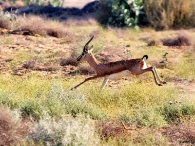 with humans locked in chinkara deer venture closer to karachi with humans locked in chinkara deer venture closer to karachi