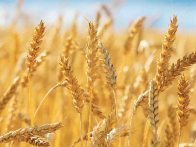 punjab grows low gluten wheat crop punjab grows low gluten wheat crop