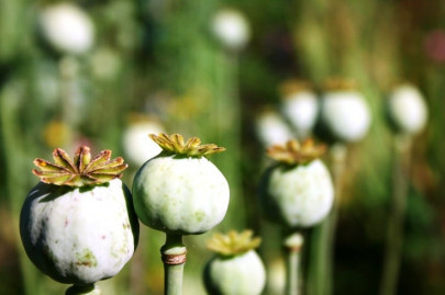 strengthen border controls around afghanistan to end drug trade un