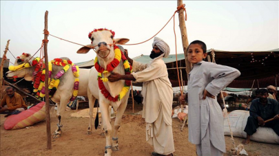virus lockdown threatens livestock in pakistani desert virus lockdown threatens livestock in pakistani desert