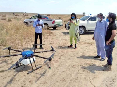 locust swarms descend on noorpur thal