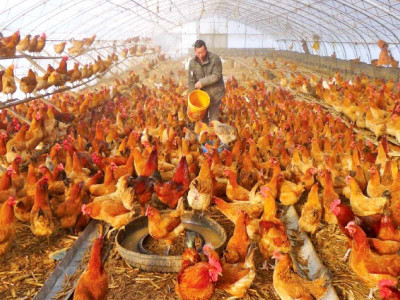 relief sought for poultry sector relief sought for poultry sector