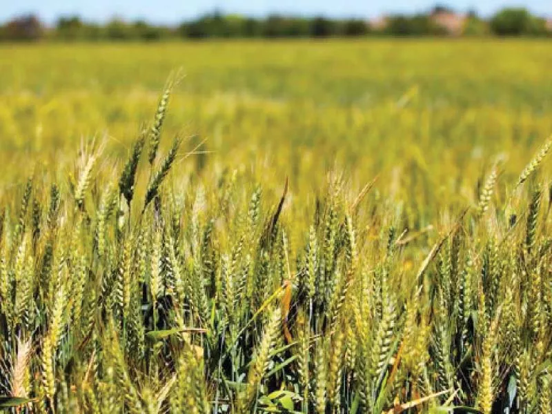 world bank has recommended millers to directly procure wheat from farmers that will save it from incidental charges pho to file world bank has recommended millers to directly procure wheat from farmers that will save it from incidental charges pho to file