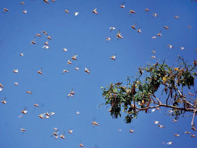 locusts soar through the skies in larkana experts have warned that massive swarms will arrive in sindh in the next couple of weeks threaten ing the province s standing crops photo app
