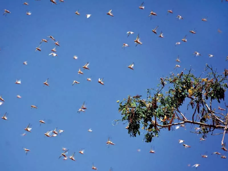 locusts soar through the skies in larkana experts have warned that massive swarms will arrive in sindh in the next couple of weeks threaten ing the province s standing crops photo app locusts soar through the skies in larkana experts have warned that massive swarms will arrive in sindh in the next couple of weeks threaten ing the province s standing crops photo app