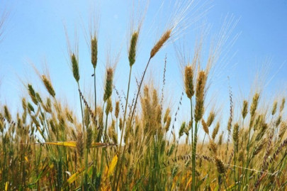 crops grown with sewage destroyed