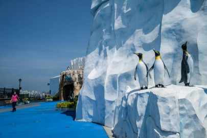 watch penguins chill during coronavirus pandemic watch penguins chill during coronavirus pandemic