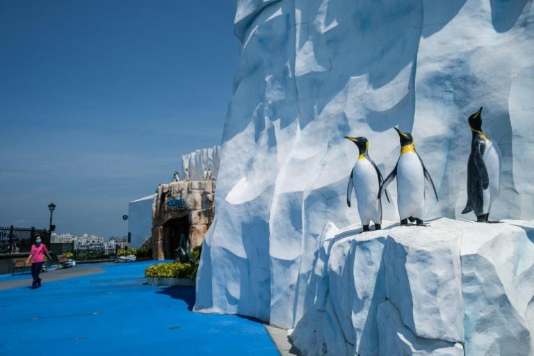 while penguins in ocean park wait for their guests the date for reopening the park is still up in the air photo afp