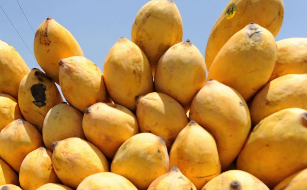 south punjab mango production likely to drop 23