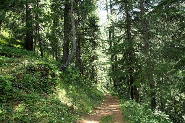 ayubia national park photo wwfpak