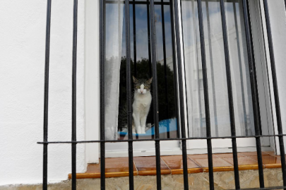 spanish cat tests positive for coronavirus spanish cat tests positive for coronavirus