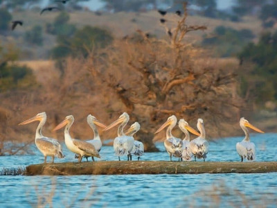 soaring tally of migratory birds surprises experts soaring tally of migratory birds surprises experts