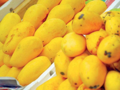 mango crop delayed by two weeks mango crop delayed by two weeks
