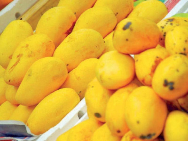ahmed voiced fear that exporters were likely to experience difficulties in receiving fair prices of mango in the international market photo file ahmed voiced fear that exporters were likely to experience difficulties in receiving fair prices of mango in the international market photo file