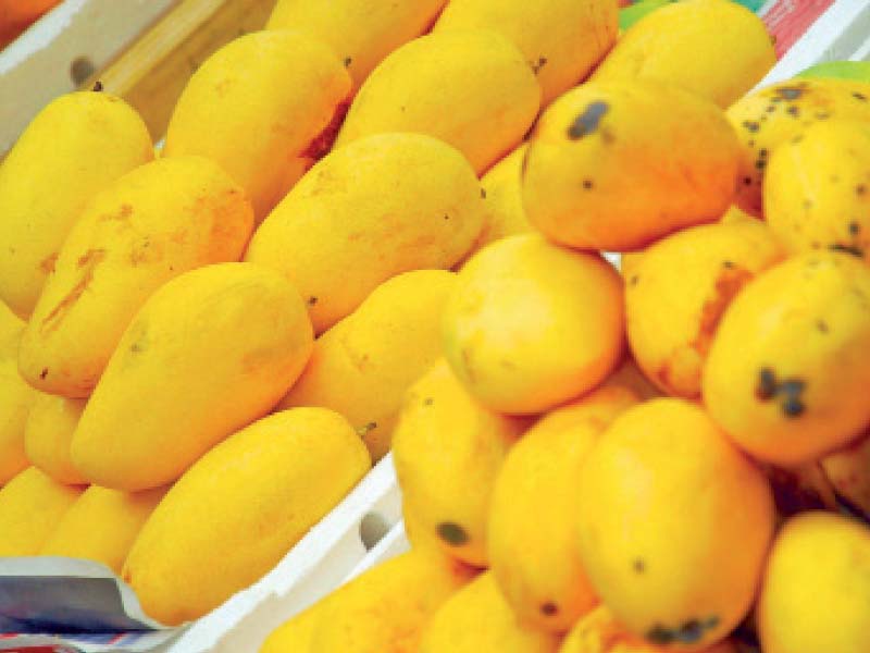 ahmed voiced fear that exporters were likely to experience difficulties in receiving fair prices of mango in the international market photo file