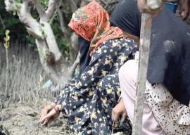 mangrove plantation in full swing mangrove plantation in full swing