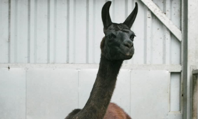 scientists posit llama antibodies could be significant in beating covid 19 scientists posit llama antibodies could be significant in beating covid 19
