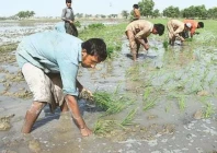 farmers struggle with climate shifts