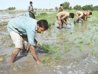 farmers struggle with climate shifts