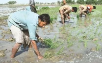 farmers struggle with climate shifts