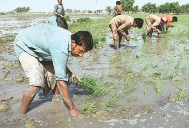 farmers struggle with climate shifts