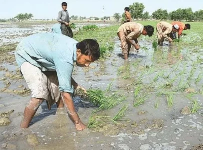 farmers struggle with climate shifts