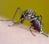 post rain heat fuels dengue spread
