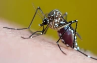 post rain heat fuels dengue spread