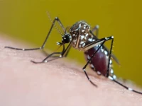 post rain heat fuels dengue spread