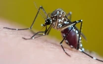 post rain heat fuels dengue spread