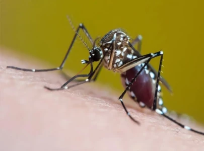 post rain heat fuels dengue spread
