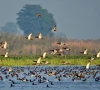punjab losing safe haven for migratory birds
