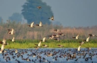 punjab losing safe haven for migratory birds