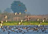punjab losing safe haven for migratory birds